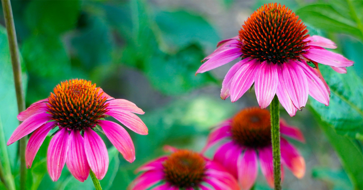 Ask Dr. Phipps: Purple Coneflower Problems