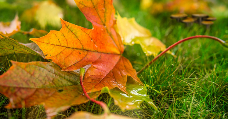 Ask Dr. Phipps: Leaves, Garden Gold Ask Dr. Phipps: Leaves, Garden Gold