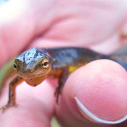 #bioPGH Blog: Amphibians