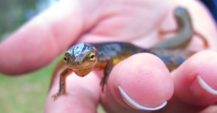 #bioPGH Blog: Amphibians