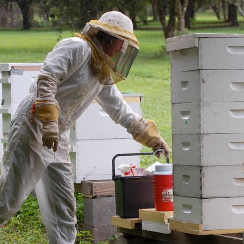 Featured Farmer: Apoidea Apiary