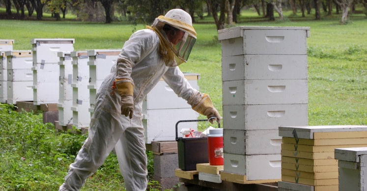 Featured Farmer: Apoidea Apiary Featured Farmer: Apoidea Apiary