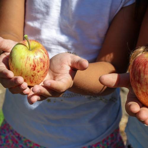 Active Apple Picking