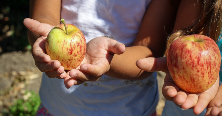 Active Apple Picking