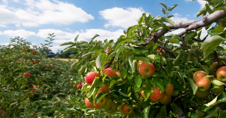 #bioPGH Blog: Apples