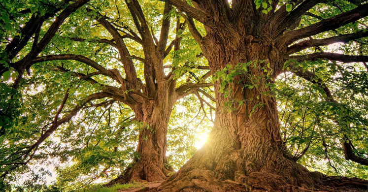 Plant a Tree for Arbor Day Plant a Tree for Arbor Day