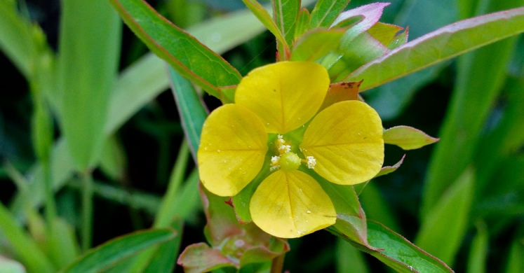 Ask Dr. Phipps: A Weedy ID Ask Dr. Phipps: A Weedy ID