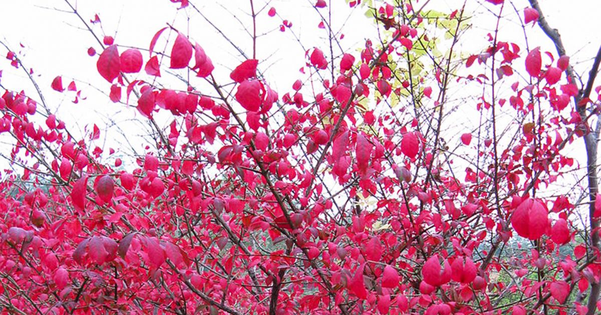 Ask Dr. Phipps Burning Bush Alternatives Phipps Conservatory and