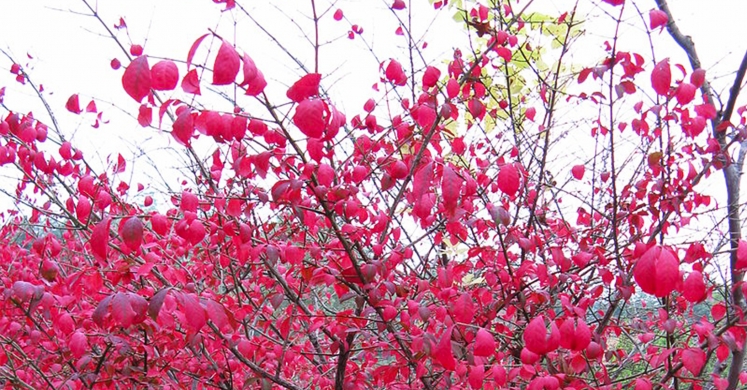 Ask Dr. Phipps: Burning Bush Alternatives Ask Dr. Phipps: Burning Bush Alternatives