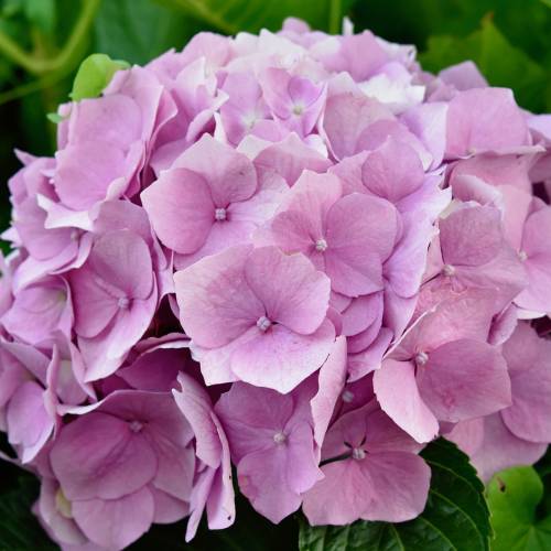 Ask Dr. Phipps: Hydrangea Help