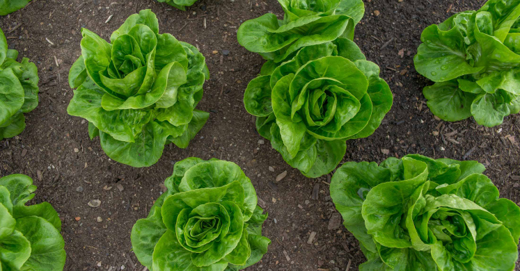 Ask Dr. Phipps: Urban Farming Concerns Ask Dr. Phipps: Urban Farming Concerns