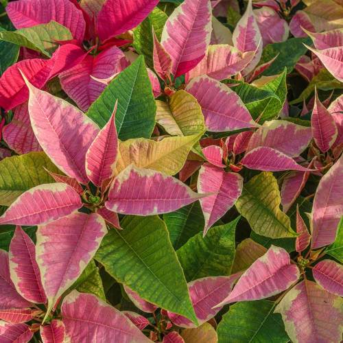 Ask Dr. Phipps: Poinsettia Problems