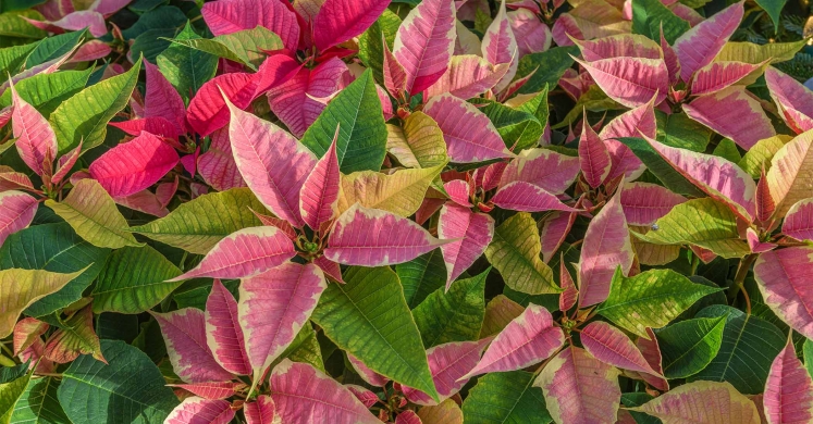 Ask Dr. Phipps: Poinsettia Problems Ask Dr. Phipps: Poinsettia Problems