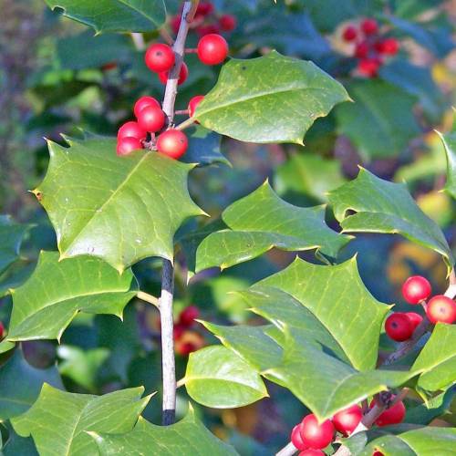 Ask Dr. Phipps: Holly Care