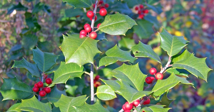 Ask Dr. Phipps: Holly Care Ask Dr. Phipps: Holly Care