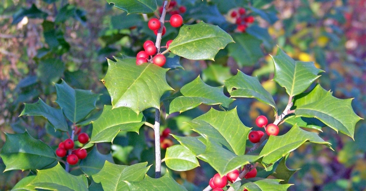 Ask Dr. Phipps: Holly Care