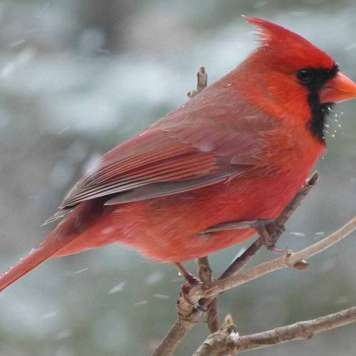 Ask Dr. Phipps: Winter is for the Birds