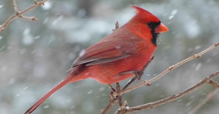 Ask Dr. Phipps: Winter is for the Birds