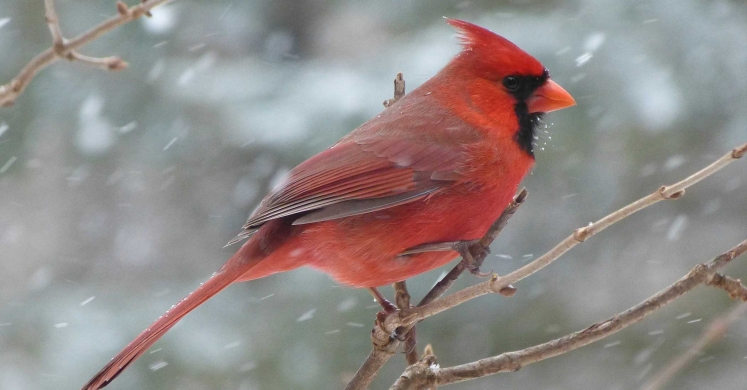 Ask Dr. Phipps: Winter is for the Birds Ask Dr. Phipps: Winter is for the Birds