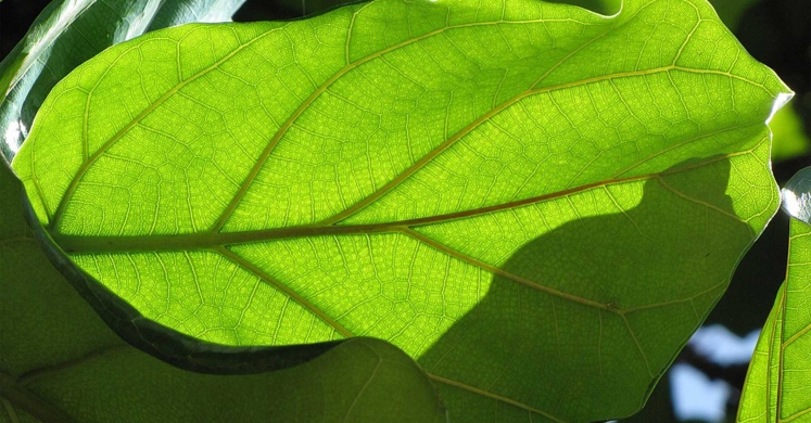 Ask Dr. Phipps: Root Rot Ask Dr. Phipps: Root Rot