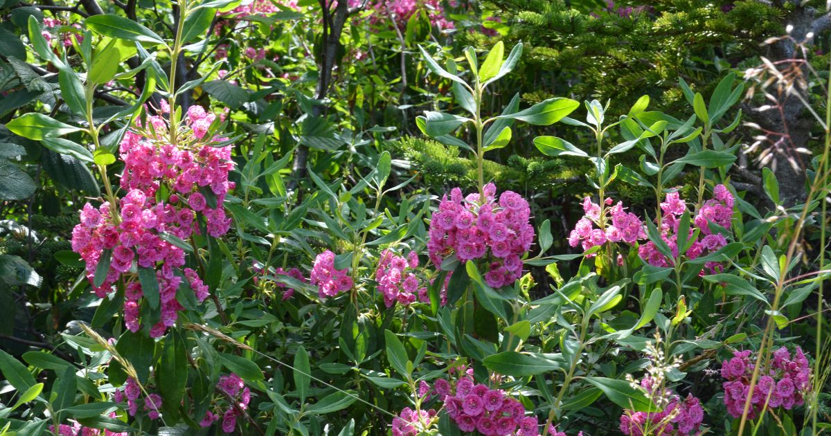 Ask Dr. Phipps Native Evergreen Shrubs Phipps Conservatory and