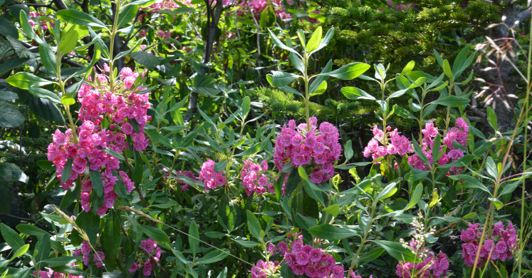 Ask Dr. Phipps: Native Evergreen Shrubs