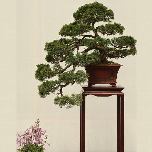 Ask Dr. Phipps: The Bonsai Blues