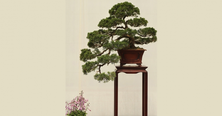 Ask Dr. Phipps: The Bonsai Blues Ask Dr. Phipps: The Bonsai Blues