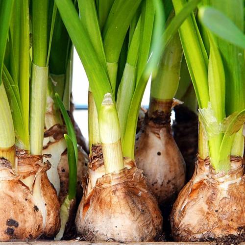 Ask Dr. Phipps: Beautiful Bulbs