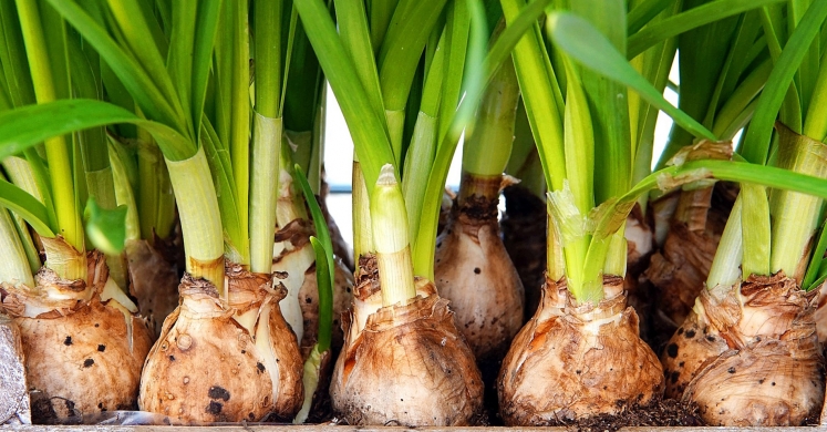Ask Dr. Phipps: Beautiful Bulbs Ask Dr. Phipps: Beautiful Bulbs