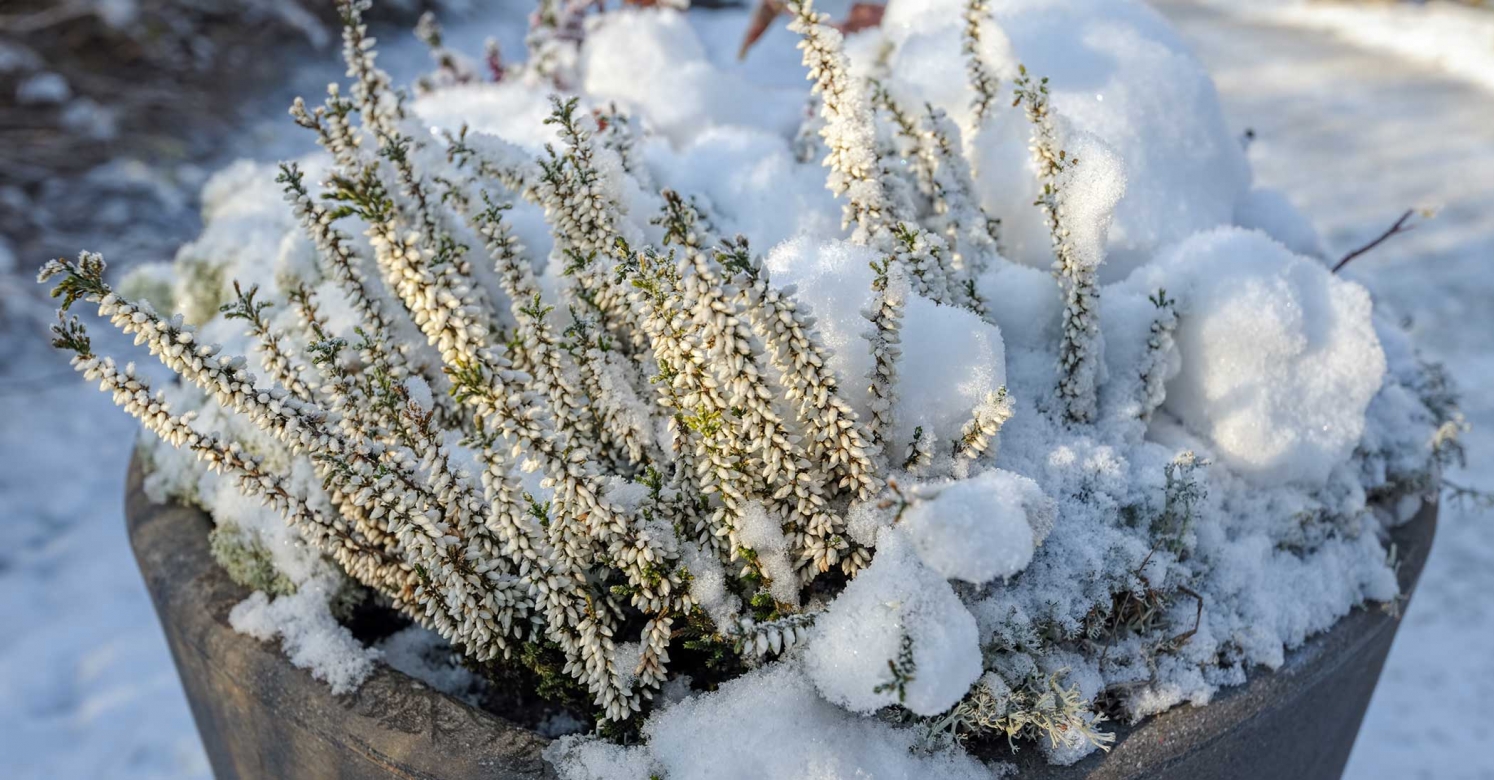 Ask Dr. Phipps Saving Perennials Phipps Conservatory and Botanical