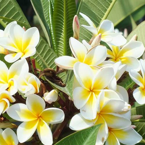 Ask Dr. Phipps: Plumeria Bloom