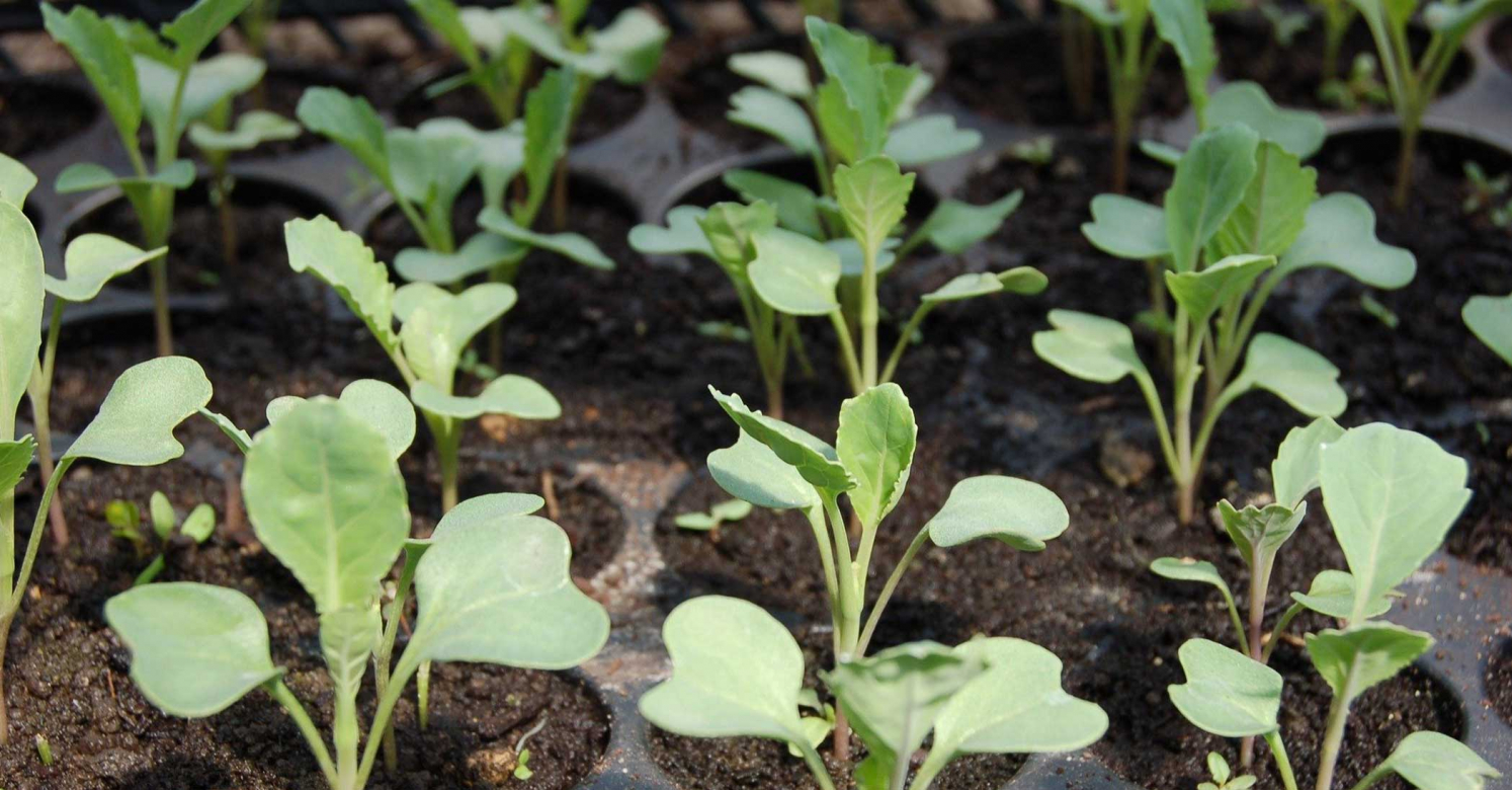 Ask Dr. Phipps Spindly Seedlings Phipps Conservatory and Botanical