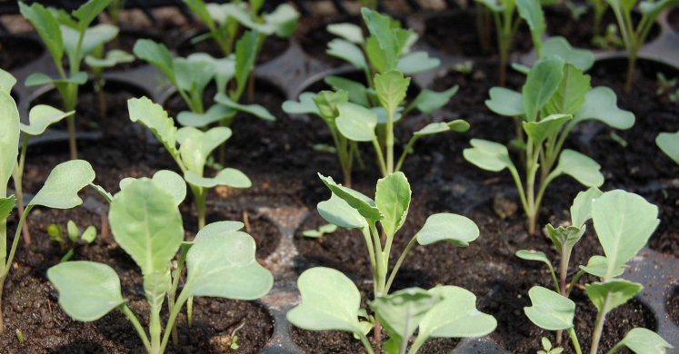 Ask Dr. Phipps: Spindly Seedlings Ask Dr. Phipps: Spindly Seedlings