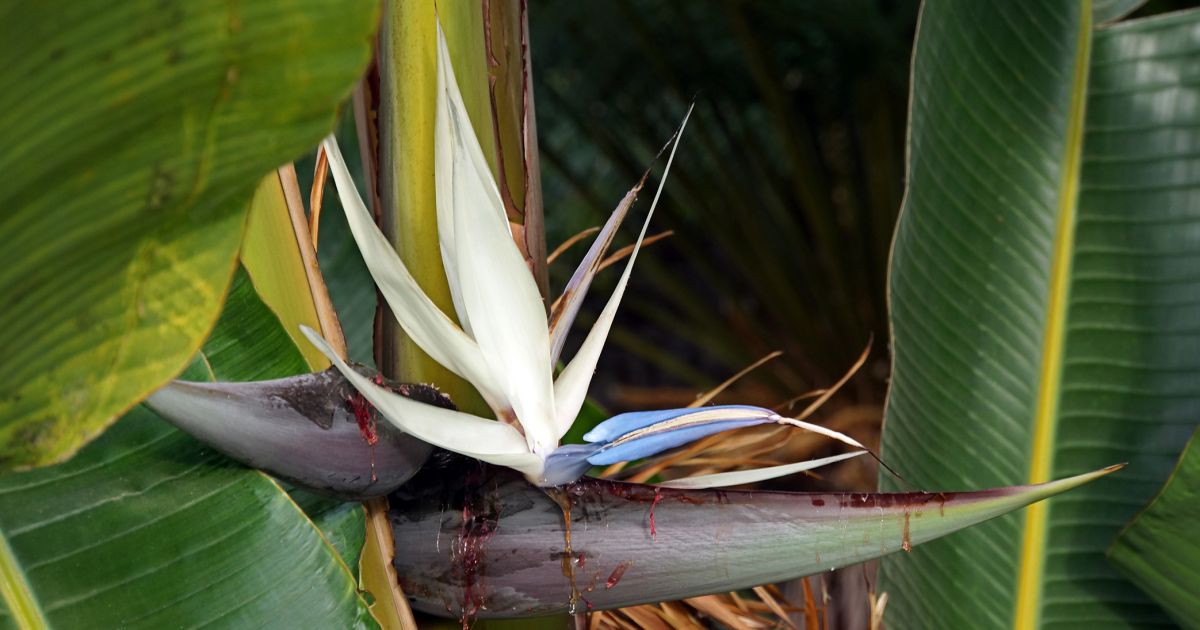 Ask Dr. Phipps: Bird of Paradise Plant | Phipps Conservatory and