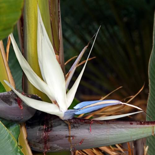 Ask Dr. Phipps: Bird of Paradise Plant