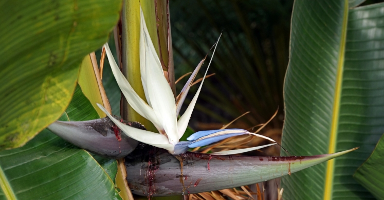 Ask Dr. Phipps: Bird of Paradise Plant Ask Dr. Phipps: Bird of Paradise Plant