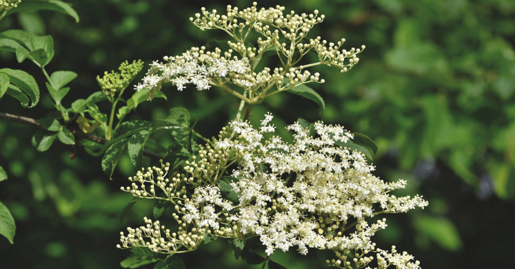 Ask Dr. Phipps: Pollinator Plants Ask Dr. Phipps: Pollinator Plants
