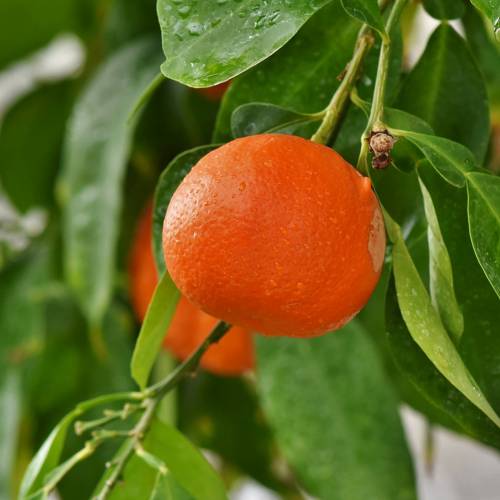 Ask Dr. Phipps: Citrus Seedlings