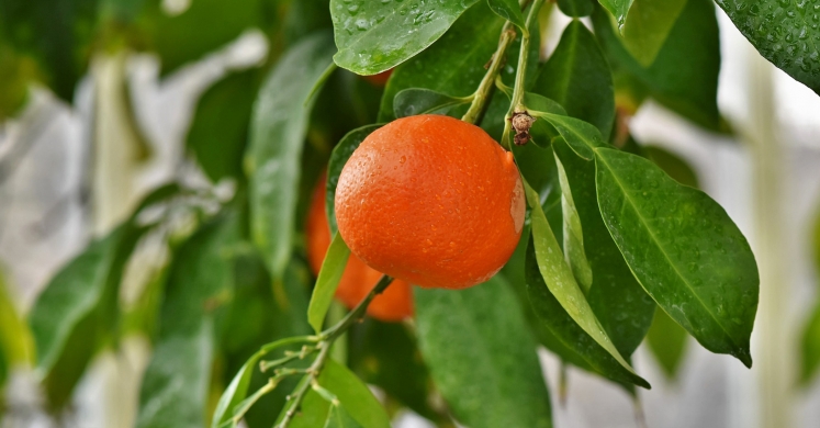 Ask Dr. Phipps: Citrus Seedlings Ask Dr. Phipps: Citrus Seedlings