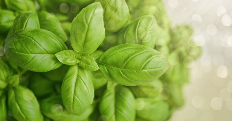 Ask Ginger: How to Use and Store Fresh Herbs