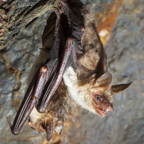 #bioPGH Blog: Bats