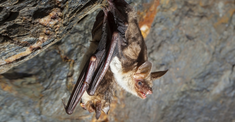 #bioPGH Blog: Bats #bioPGH Blog: Bats