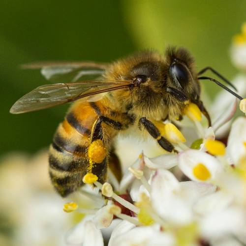 #bioPGH Blog: Honey Bees