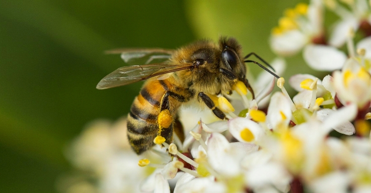 #bioPGH Blog: Honey Bees #bioPGH Blog: Honey Bees