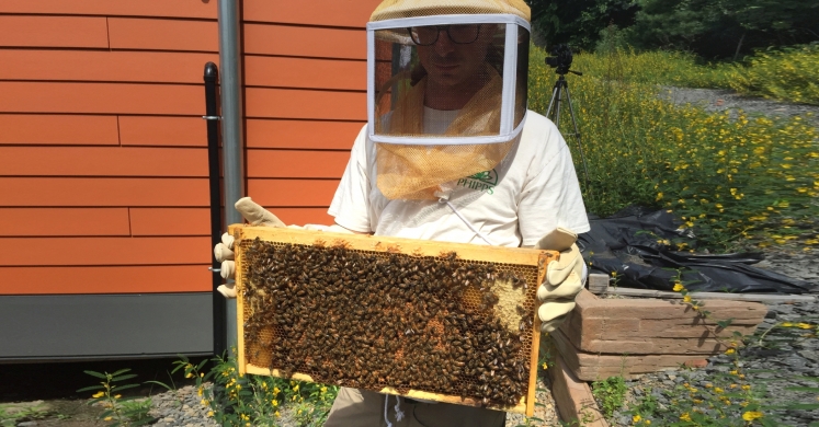 Our New Observational Beehive Is Here!