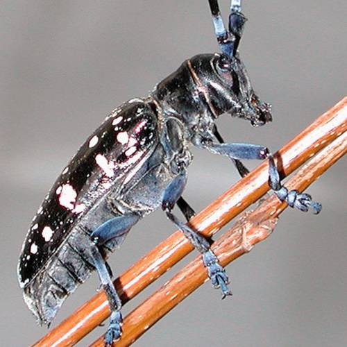 #bioPGH Blog: Asian Longhorned Beetle