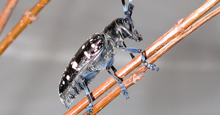 #bioPGH Blog: Asian Longhorned Beetle #bioPGH Blog: Asian Longhorned Beetle
