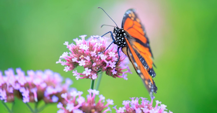 Resolve to Garden More Sustainably in 2019