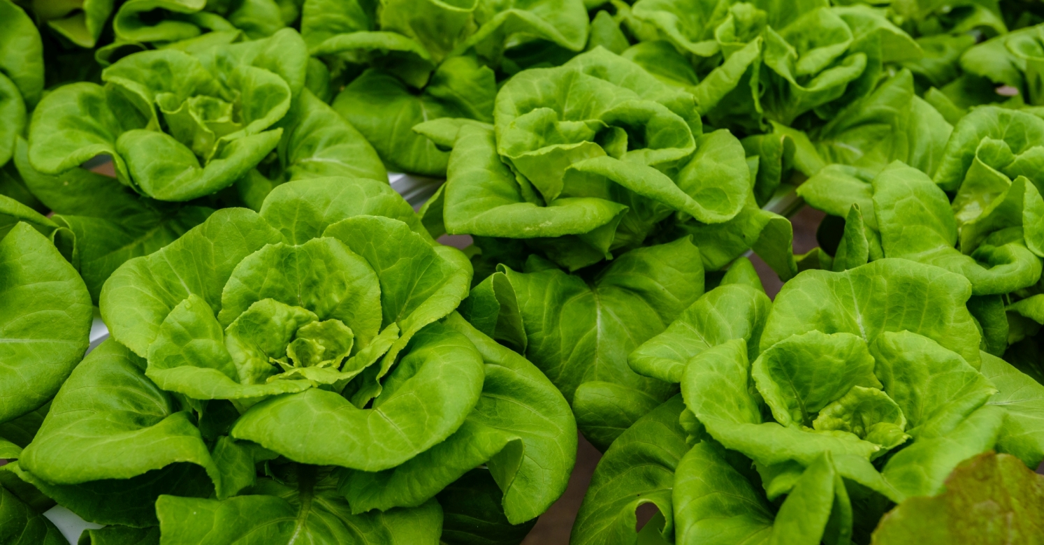 What We're Cooking With Now: Bibb Lettuce | Phipps Conservatory and
